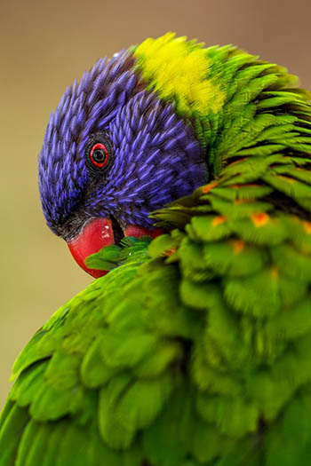 colorful bird