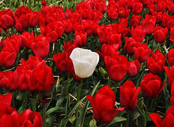 one white rose among field of red roses